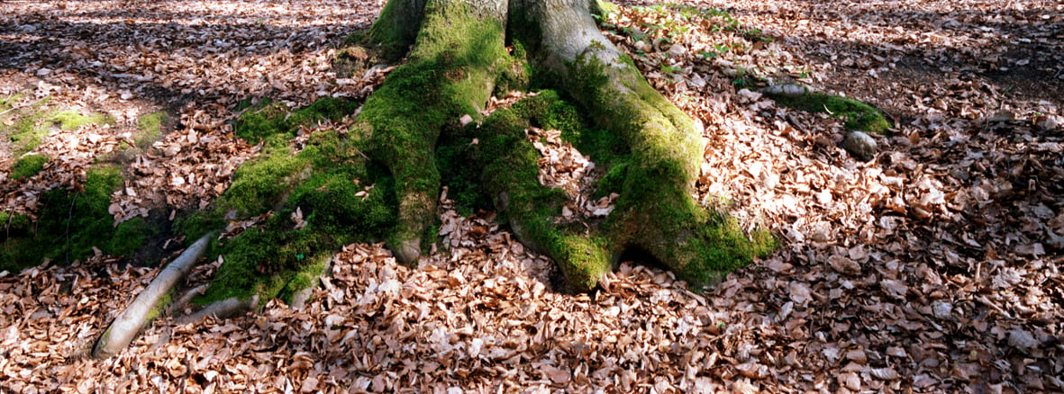 Patrizia Bonanzinga – Forme della Natura